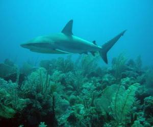 Shark at the seabed puzzle