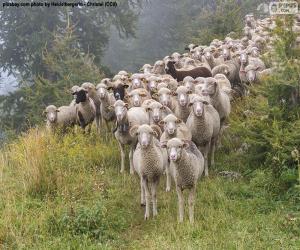 Sheep herd puzzle