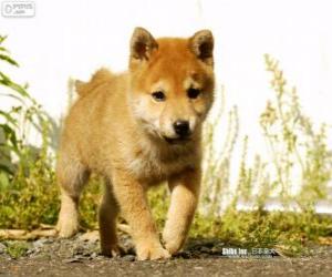 Shiba Inu puppy puzzle