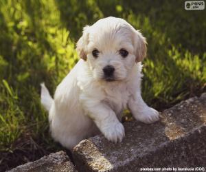 Shih-poo puppy puzzle