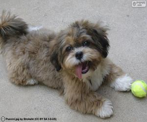 Shih-poo puzzle