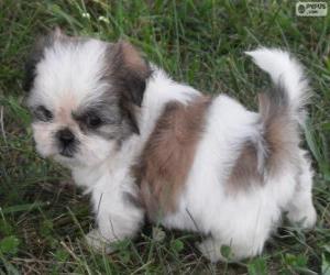 Shih Tzu puppy puzzle