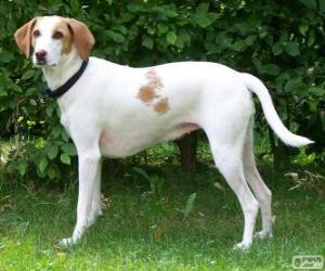 Shorthaired Hound puppies puzzle