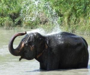 Shower of the elephant - Elephant that refreshes with the water of a pond under the sun of the savannah puzzle