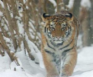 Siberian Tiger puzzle