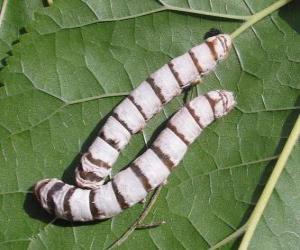 silkworm obtained from cocoons of the silk thread puzzle