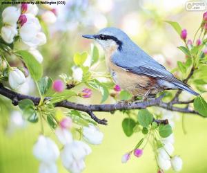 Sky blue bird puzzle