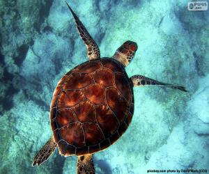 Sky-colored water turtle puzzle