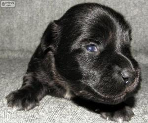 Skye terrier puppy puzzle