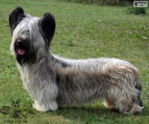 Skye terrier puzzle