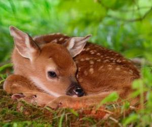 small bambi puzzle
