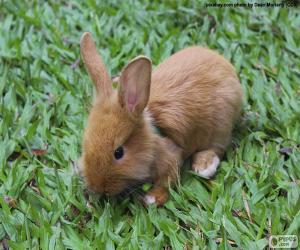 Small Bunny puzzle