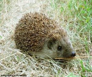 Small Hedgehog puzzle