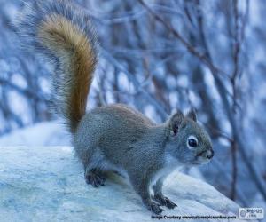 Small red squirrel puzzle