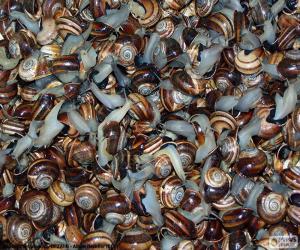Snails puzzle