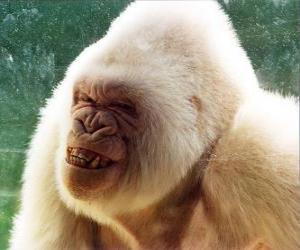 Snowflake, the only albino gorilla in the world of that one is aware puzzle