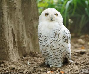 Snowy owl puzzle