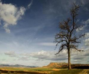 Solitary tree in a landscape with little vegetation puzzle