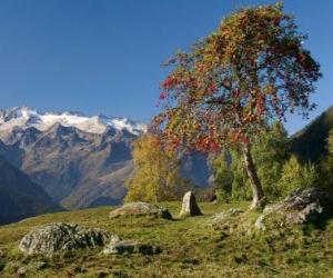 Sorbus torminalis puzzle