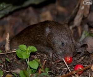 Southwestern water vole puzzle