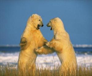 Sparring two major polar bears puzzle