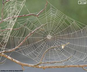 Spider web puzzle