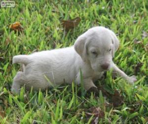 Spinone Italiano puppy puzzle