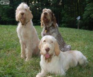 Spinone italiano puzzle