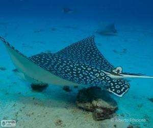 Spotted eagle ray puzzle