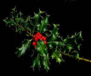 Sprig of holly with red berries puzzle