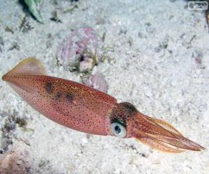 Squid, sea animal puzzle