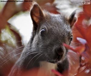 Squirrel face puzzle