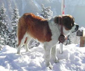 St. Bernard, a rescue dog with the brandy barrel around his neck puzzle