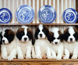 St. Bernard puppies puzzle