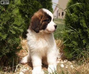 St. Bernard puppy puzzle