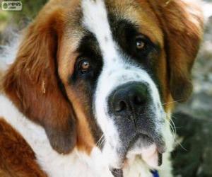 St. Bernard puzzle