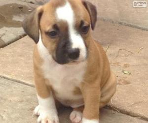 Staffordshire bull terrier puppy puzzle