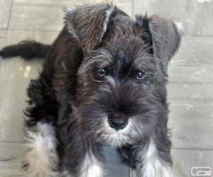 Standard Schnauzer puppy puzzle