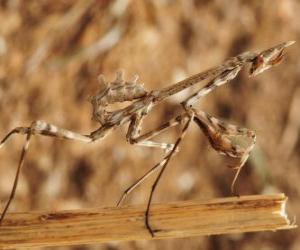 Stick insect puzzle