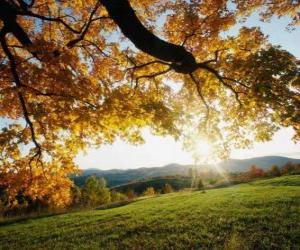 Succession of rolling hills with some trees puzzle