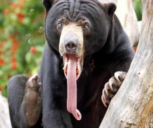 Sun bear puzzle