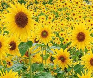 Sunflowers puzzle