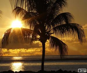 Sunset, Palm puzzle