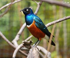 Superb Starling puzzle