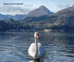 Swan on the lake puzzle