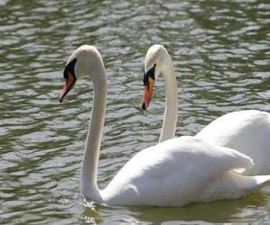 Swans swimming calmly puzzle