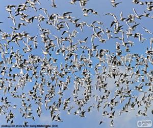 Swarming of birds puzzle