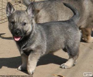 Swedish Vallhund puppy puzzle