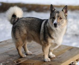 Swedish Vallhund puzzle