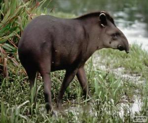 Tapir puzzle